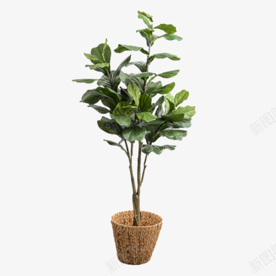 仿真琴叶榕假树大型室内装饰绿植落地ins网红植物盆png免抠素材_88icon https://88icon.com 仿真 琴叶 榕假 大型 室内装饰 绿植 落地 地网 植物