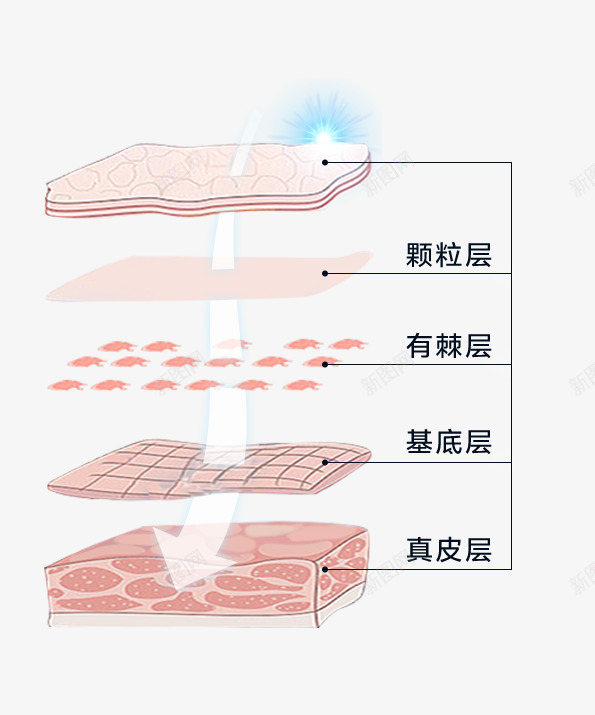肌底png免抠素材_88icon https://88icon.com 肌底