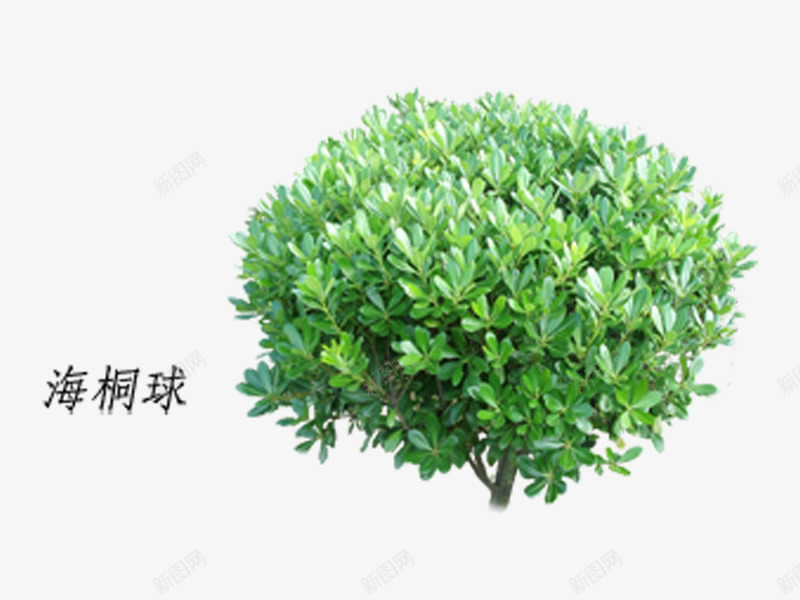海桐球png免抠素材_88icon https://88icon.com 桐球