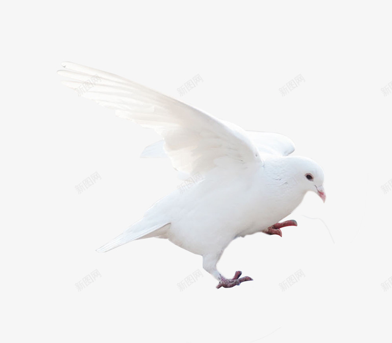 群鸽小鸟白色鸽子图透明影楼后期合成设计叠加PSpng免抠素材_88icon https://88icon.com 叠加 合成 后期 小鸟 影楼 白色 群鸽 设计 透明 鸽子
