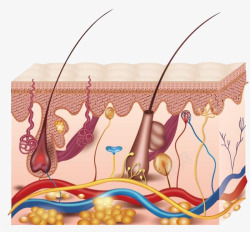 皮肤组织png图片下载 皮肤组织素材