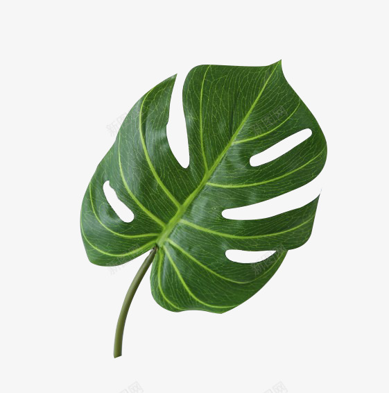 龟背叶png免抠素材_88icon https://88icon.com 龟背叶