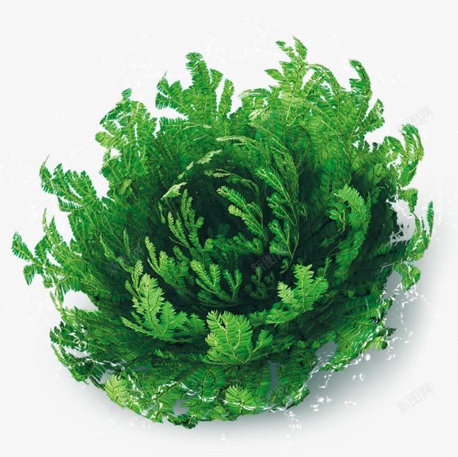 复活草png免抠素材_88icon https://88icon.com 复活