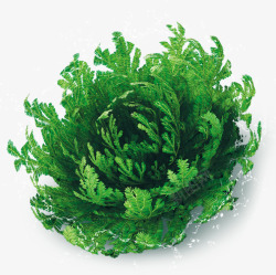 复活草png图片下载 复活草素材