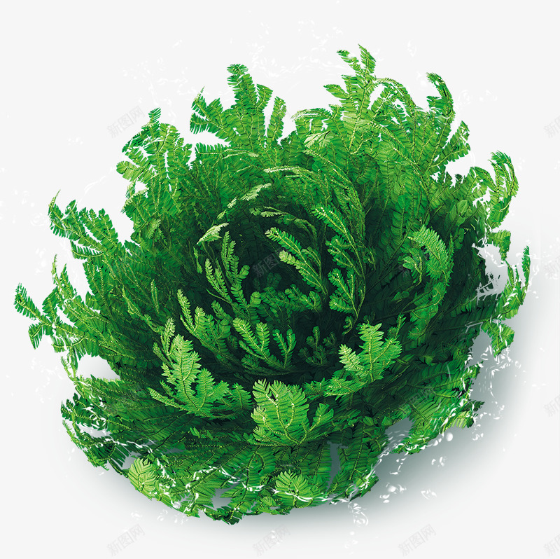 复活草png免抠素材_88icon https://88icon.com 复活