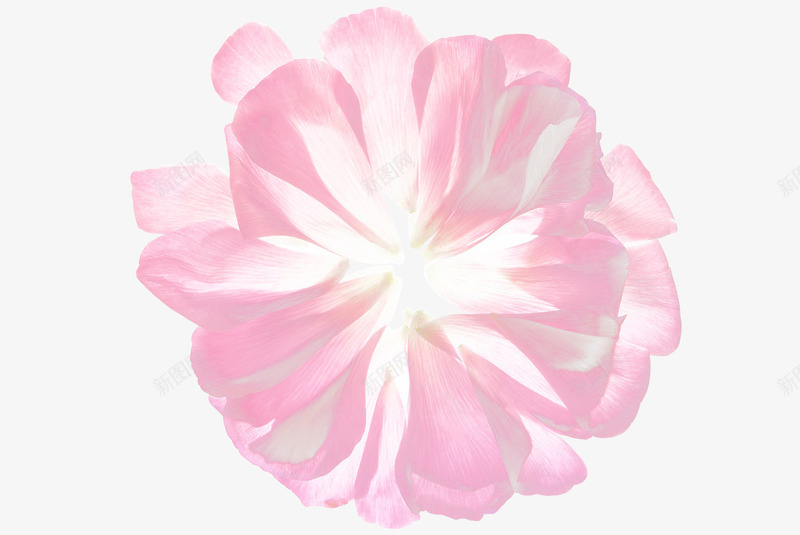 免扣半透明花瓣唯美png免抠素材_88icon https://88icon.com 免扣 半透明 花瓣 唯美