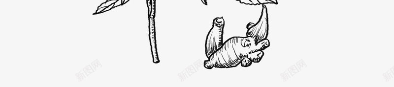 白术png免抠素材_88icon https://88icon.com 白术
