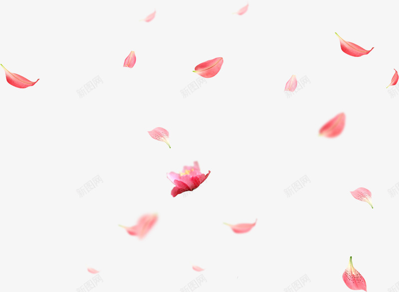 粉色花瓣飘落春天春色桃花花卉花朵漂浮png免抠素材_88icon https://88icon.com 粉色 花瓣 飘落 漂浮 春天 春色 桃花 花卉 花朵 桃树 绿植