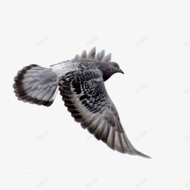 群鸽小鸟白色鸽子图透明影楼后期合成设计叠加PSpng免抠素材_88icon https://88icon.com 叠加 合成 后期 小鸟 影楼 白色 群鸽 设计 透明 鸽子