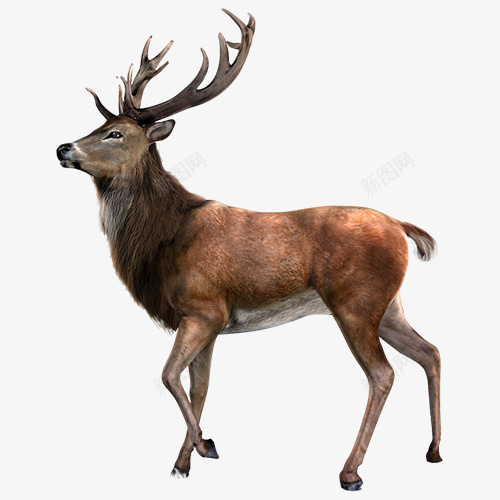 侧面的有角的鹿png免抠素材_88icon https://88icon.com 鹿 侧面 长角的鹿 真实