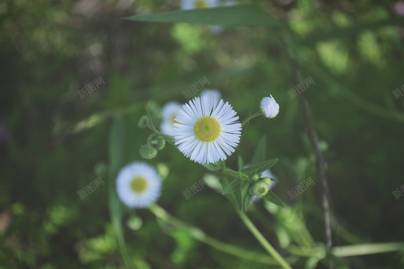 纯白的小雏菊jpg设计背景_88icon https://88icon.com daisy 白色 自然 草丛 阳光下 雏菊