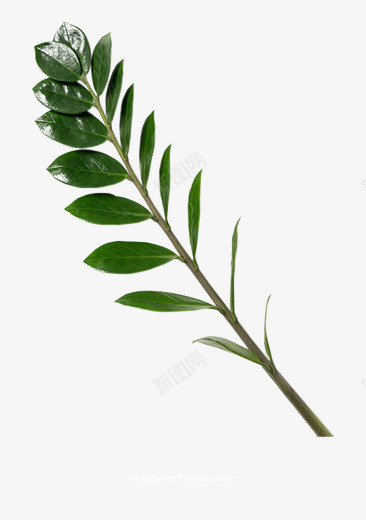 花卉热带植物叶子多肉植物树枝树干png免抠素材_88icon https://88icon.com 植物 花卉 热带 叶子多 子多 树枝 树干