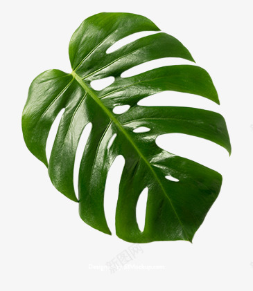 花卉热带植物叶子多肉植物树枝树干png免抠素材_88icon https://88icon.com 植物 花卉 热带 叶子多 子多 树枝 树干