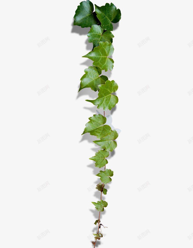 绿叶枝叶绿树叶绿色叶子共享无免扣透明png免抠素材_88icon https://88icon.com 绿叶 枝叶 叶绿 树叶 绿色 叶子 共享 无免 透明