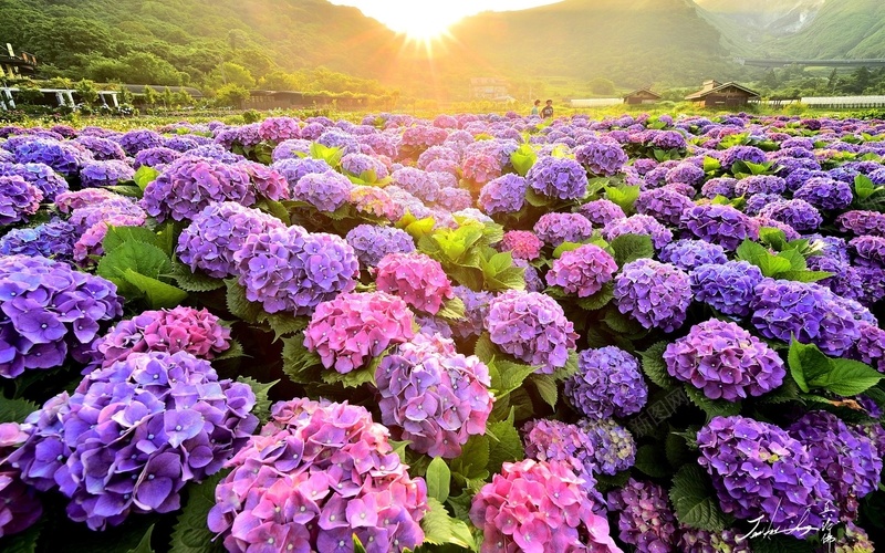 五颜六色的八仙花田地jpg设计背景_88icon https://88icon.com 五颜六色 八仙花 彩色田地 早上 田地