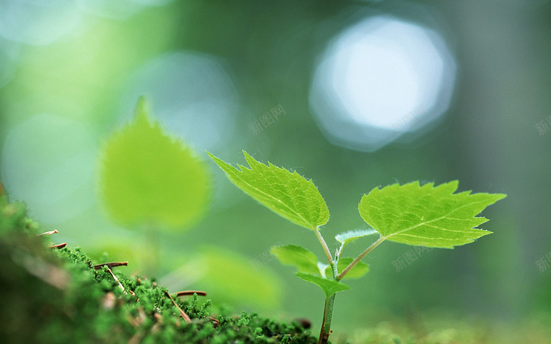 护眼清新小绿芽jpg设计背景_88icon https://88icon.com 护眼 清新 小绿芽 绿色