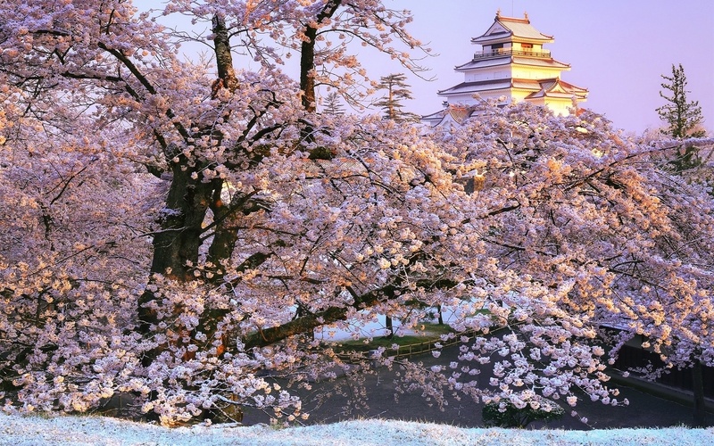 会津若松樱花jpg设计背景_88icon https://88icon.com 日本 福岛 会津若松 樱花 寺庙