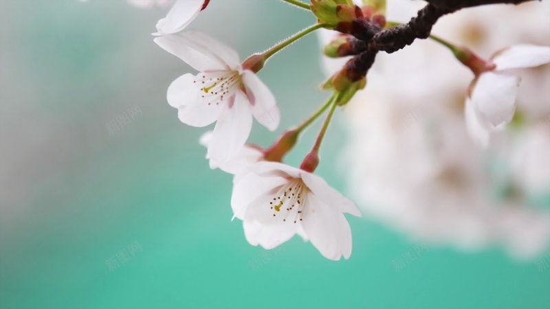 微距特写樱花jpg设计背景_88icon https://88icon.com 微距 特写 樱花 桃花