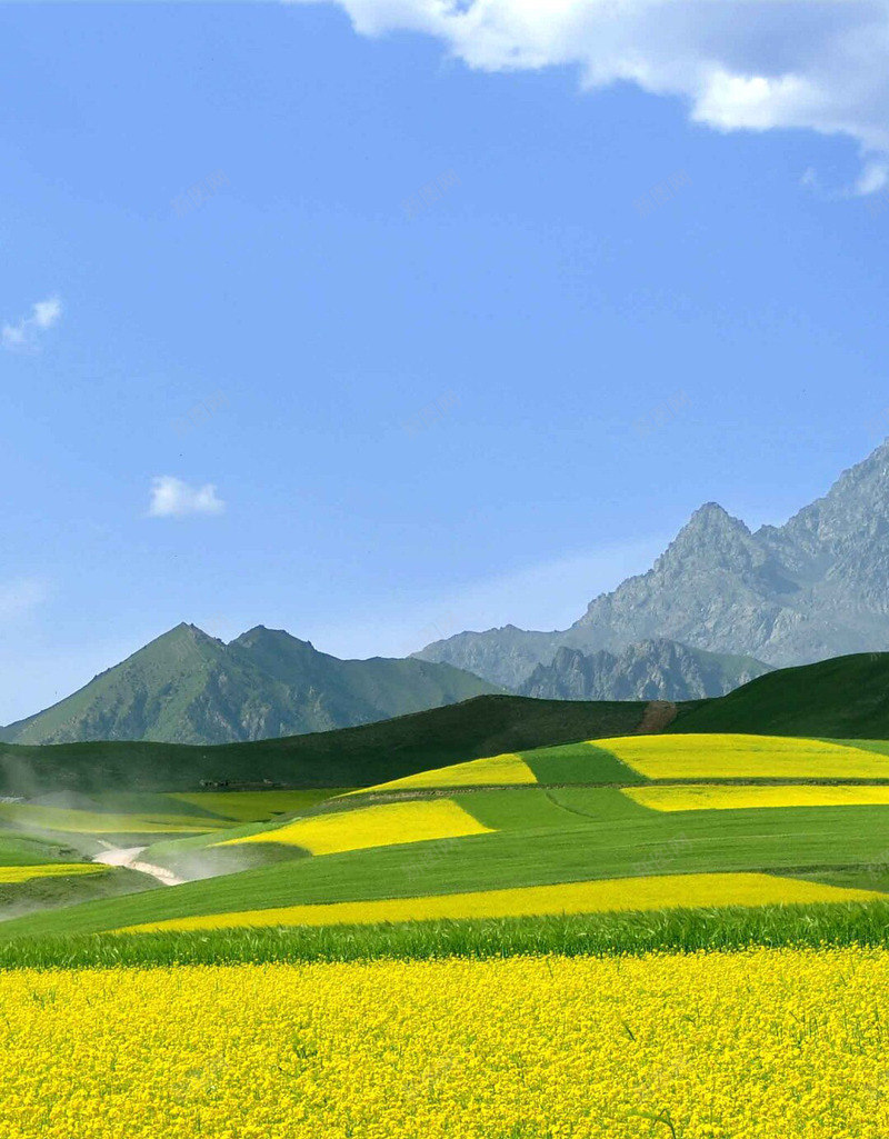 春天里的油菜花素材可用背景jpg设计背景_88icon https://88icon.com 春天 油菜花 素材 可用 背景