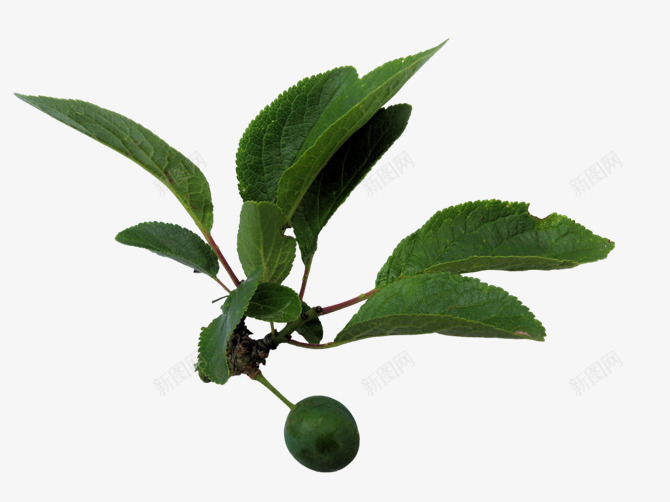 草类植物绿叶藤蔓叶子花朵薰衣草玫瑰花PNG图png免抠素材_88icon https://88icon.com 草类 植物 绿叶 藤蔓 叶子 花朵 薰衣草 玫瑰花
