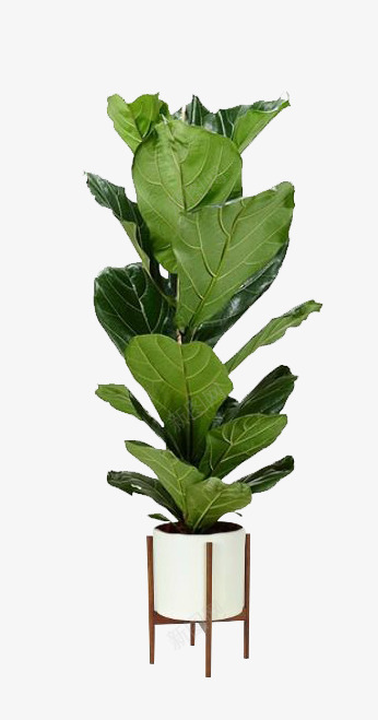 北欧绿植 植物居家装饰绿植 绿叶 叶子 盆栽素材植物花草png免抠素材_88icon https://88icon.com 绿植 植物 北欧 居家装饰 绿叶 叶子 盆栽 素材 花草