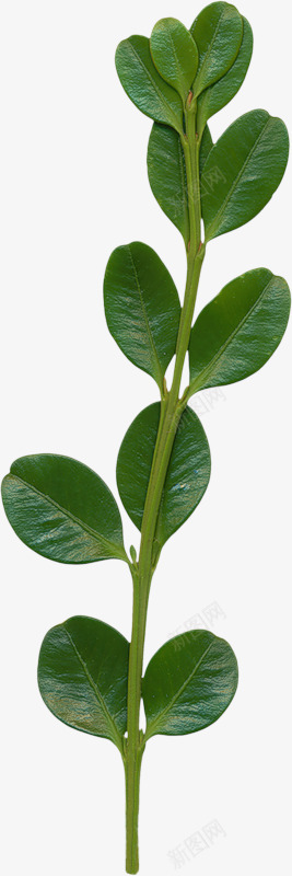 3e2a3868b8bb vasiliska67 C素材png免抠素材_88icon https://88icon.com 素材