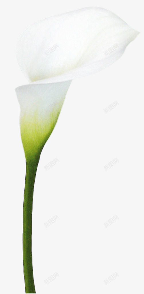 h5页面设计植物素材pngpng免抠素材_88icon https://88icon.com 页面 设计 植物 素材