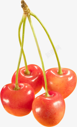 Cherry 车厘子 樱桃 免扣透明png果蔬素材png免抠素材_88icon https://88icon.com 车厘 樱桃 免扣 透明 果蔬 素材