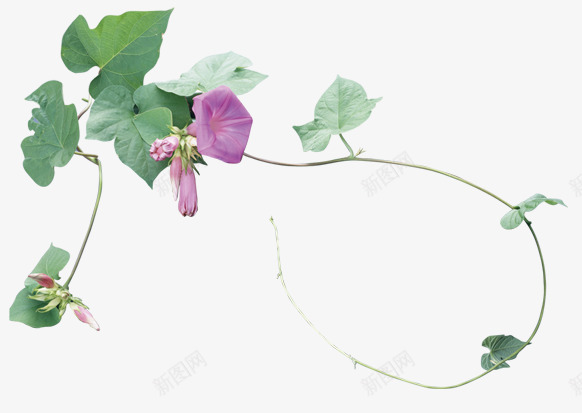 古风 搜狗搜索植物PNGpng免抠素材_88icon https://88icon.com 古风 搜狗 搜索 植物