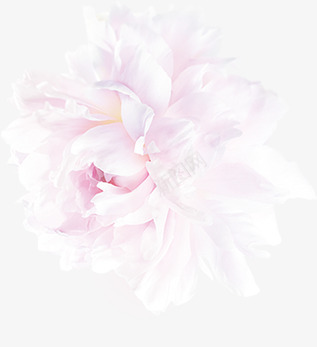 白芍花开花艺设计png免抠素材_88icon https://88icon.com 白芍 花开 花艺 设计