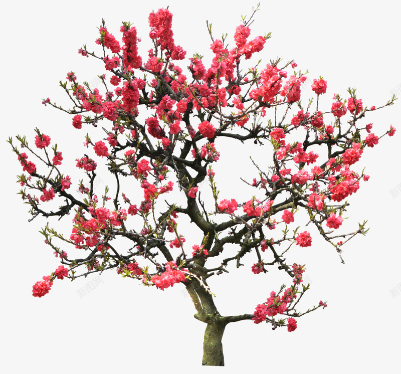 梅花梅花树梅花树枝草绿叶png免抠素材_88icon https://88icon.com 梅花 树枝 草绿 绿叶