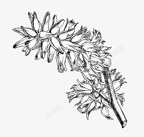 1319免扣植物篇png免抠素材_88icon https://88icon.com 免扣 植物