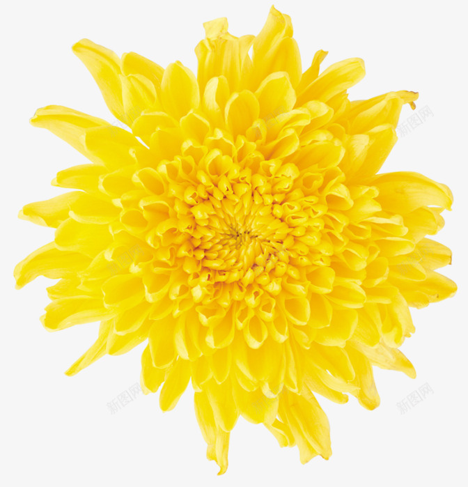 Dandelion植物png免抠素材_88icon https://88icon.com 植物