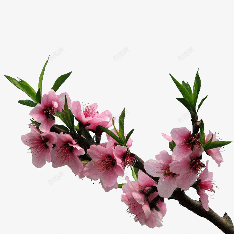 A设计图png免抠素材_88icon https://88icon.com 设计图