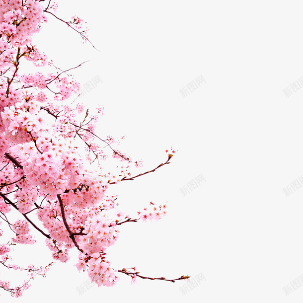 高清桃树枝条桃花png免抠素材_88icon https://88icon.com 桃树桃花 中国风粉色桃枝 水墨花 桃花林 水墨元素 插画 艺术 创意 古风png 桃花节 中国风桃花树枝垂下素材 桃花开 桃花灿烂