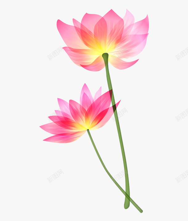 精美荷花手绘中国风插画素材png免抠素材_88icon https://88icon.com 荷花 粉荷 中国风 手绘 植物