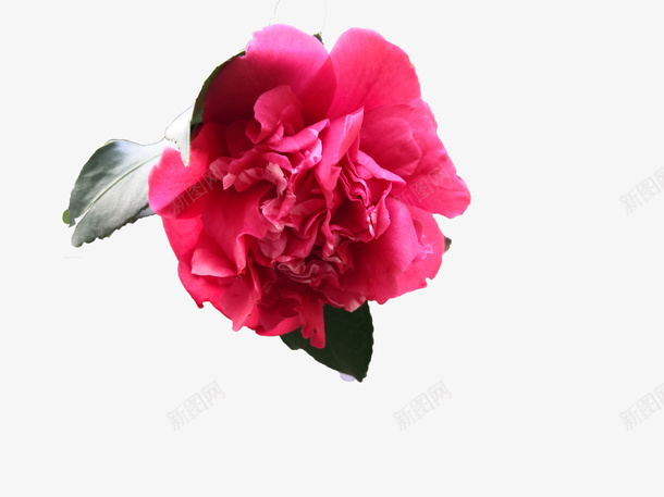春天盛放的茶花png免抠素材_88icon https://88icon.com 照片 透明 初学 抠图