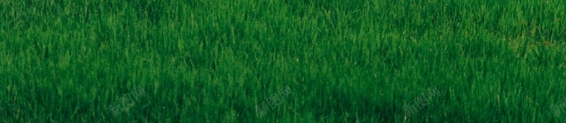 农村草地平原绿色jpg设计背景_88icon https://88icon.com 农村 草地 平原 绿色