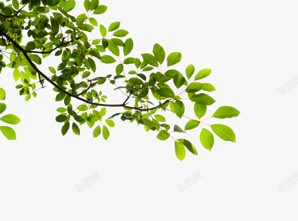 树叶绿叶树枝png免抠素材_88icon https://88icon.com 树叶 树枝 树枝横 绿叶 绿植