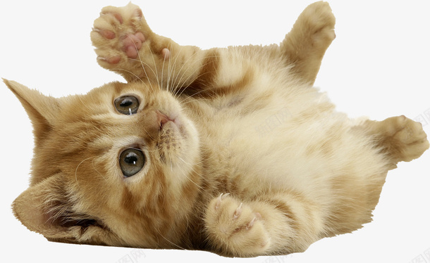 小橘猫宠物猫咪png免抠素材_88icon https://88icon.com ppt猫 养猫 可爱 宠物 橘猫 猫咪
