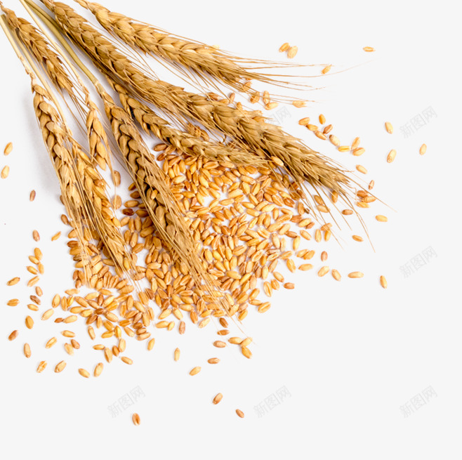小麦食物药材水果免扣png免抠素材_88icon https://88icon.com 小麦 食物 药材 水果 免扣
