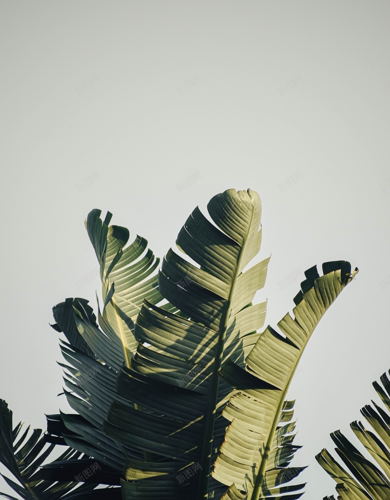 绿色植物背景高清大图jpg设计背景_88icon https://88icon.com 绿植 背景 高清 大图