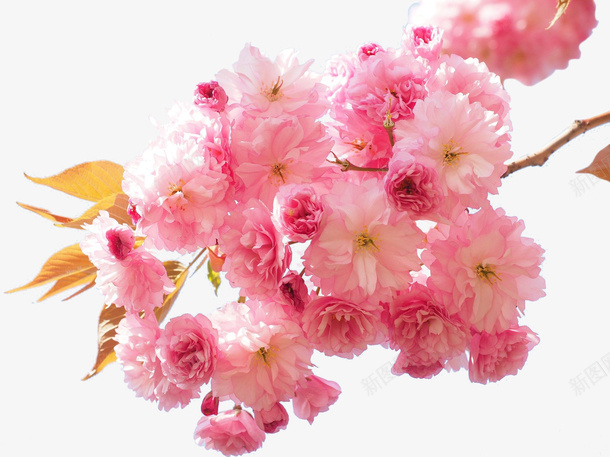 阳光明媚春日里盛开的樱花png免抠素材_88icon https://88icon.com 花 春天 樱花 赏花