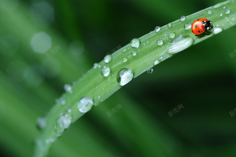 绿色动物春天水滴树叶昆虫jpg设计背景_88icon https://88icon.com 绿色 春天 高清 大图