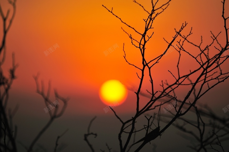 无尽夕阳无限好jpg设计背景_88icon https://88icon.com 太阳 挂着红色太阳的天空 树木 落日 黄色