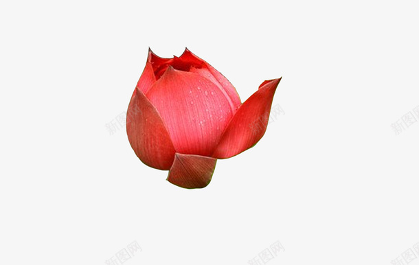 水中荷花的花苞png免抠素材_88icon https://88icon.com 植物 夏 荷花 花苞