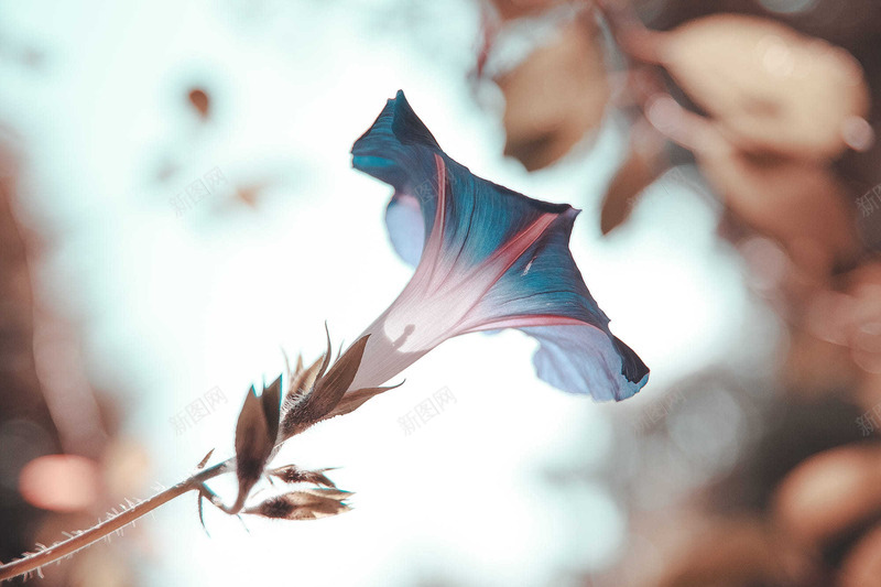 ForEnzo祖植物花草草坪草地树树林森林枝叶根梅兰竹菊梨多肉jpg设计背景_88icon https://88icon.com 植物 花草 草坪 草地 树林 森林 枝叶 梅兰 竹菊 梨多