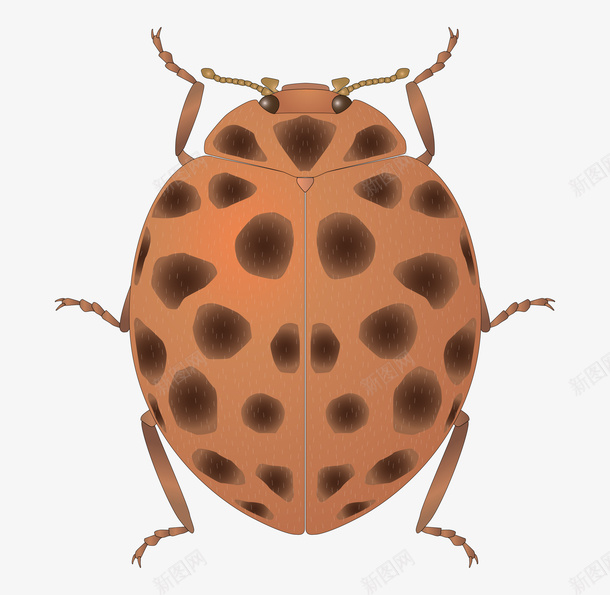 卡通瓢虫图片素材png免抠素材_88icon https://88icon.com 卡通瓢虫图片素材 卡通瓢虫 瓢虫图片素材 卡通 瓢虫 昆虫