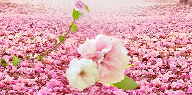 粉色浪漫樱花花瓣PSD分层H5背景素材psd设计背景_88icon https://88icon.com 叶子 商业活动PSD分层H5背景素材 樱花 樱花ps 气泡 浪漫 粉色 花瓣