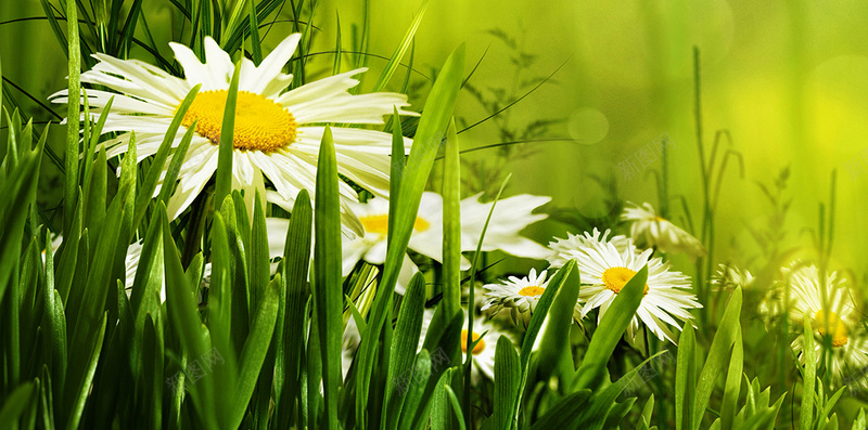 绿色树叶花草边框H5背景素材jpg设计背景_88icon https://88icon.com 小清新 树叶 绿色 绿草 黄色 白色小花 阳光 光晕 H5背景素材